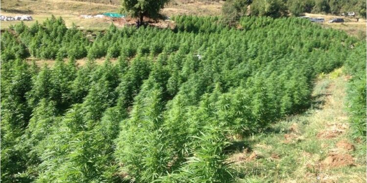 VOA: Shkodra zona më përhapjen më të gjërë të kultivimit të bimëve narkotike