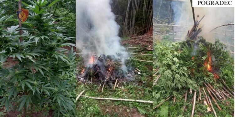 Vijon operacioni “Territor i pastër”/ Identifikohet autori i dyshuar i kultivimit të 128 bimëve narkotike