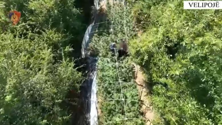 Shkodër  Parcelat me mbushura me kanabis  asgjësohen 1408 bimë  Arrestohet 34 vjeçari  EMRI 